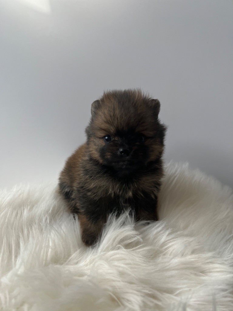 Du Diamant-perle - Spitz allemand - Portée née le 28/09/2022